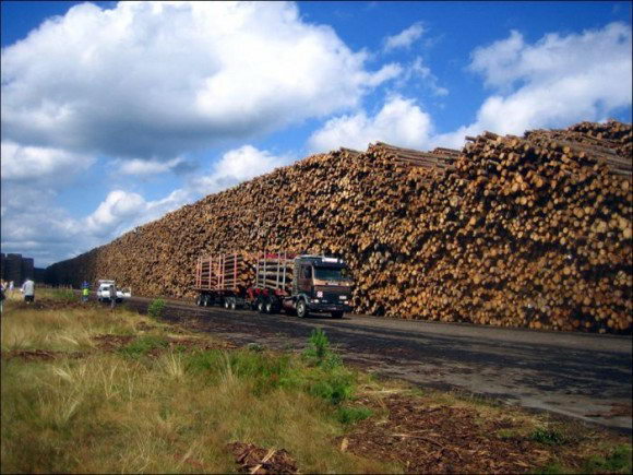 بزرگترین انبار چوب جهان